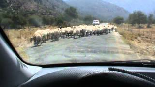 Meeting a sheep herd on a Creta mountain road