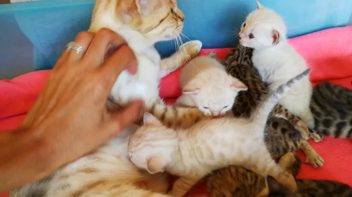 Video 2247451: chaton bengal snow, brown bengal