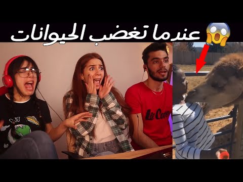عندما تغضب الحيوانات