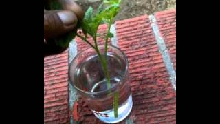 SG #102 More Tomatoe suckers, to Circulating System to ROOT