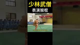 少林武僧表演猴棍,一根棍子被耍得出神入化,單手上棍難度極大,直到看了少林武僧表演猴棍,我才知道什麼才是真功夫,視頻中我們可以看到,武僧將手中的棍子耍的虎虎生風,#少林 #少林寺 #功夫