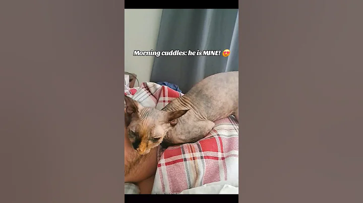 Watch the video about Cat's morning cuddles. Lovely kitty kisses 🥰 #sphynx #sphynxcommunity #catlover #funnycat #kitten