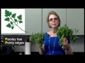 Parsley vs Cilantro Coriander How to tell the difference between the two herbs