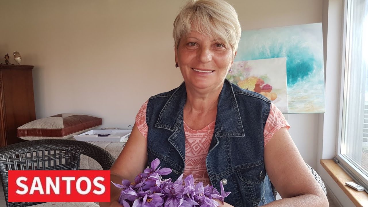 JEDAN OD NAJSKUPLJIH ZAČINA - ŠAFRAN NA GAZDINSTVU SLAVICE PAVANIĆ