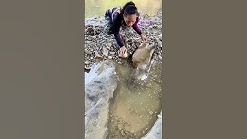 Cá Lớn - bắt Cá Trê Khủng ẩn nấp dưới rác 😱 #khacthuyvlogg