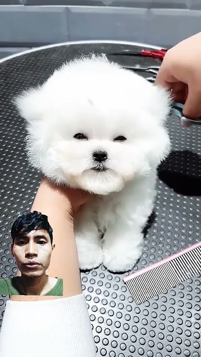 Download lagu Anjing lucu #dog #doghome #cute #handsomepet #puppy #pets #pomeranian #cutedog #pet #homepet