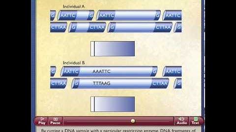 Restriction Fragment Length Polymorphism