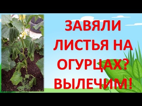 ЗАВЯЛИ ЛИСТЬЯ НА ОГУРЦАХ? ВЫЛЕЧИМ! Почему вянут листья на огурцах? Как выращивать огурцы.