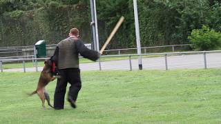 TIP - KNPV young Malinois training Stick attack - SUBSCRIBE for updates