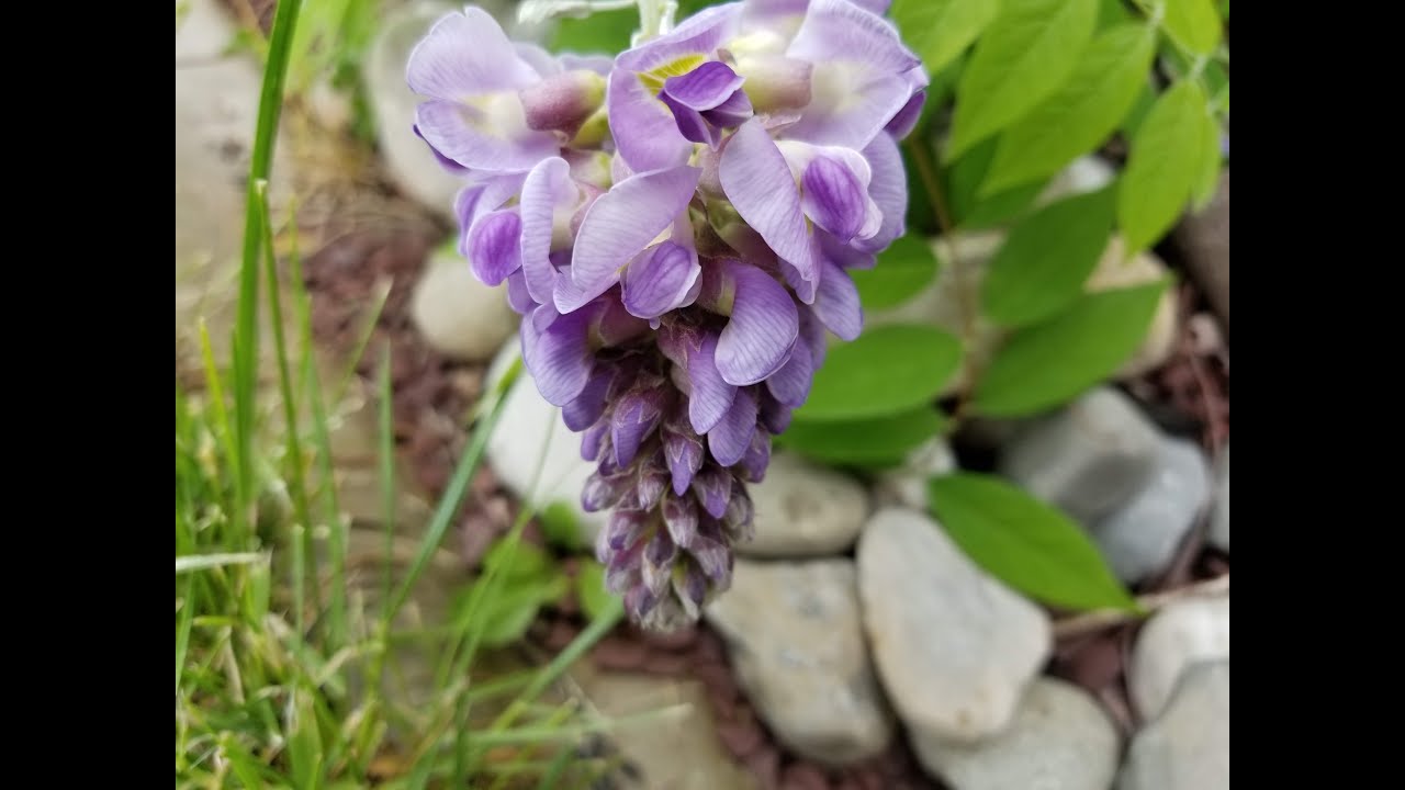 How to Grow American Wisteria 