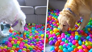 1,152 Easter Eggs and 5 Dog Treats 1,152 Easter Eggs and 5 Dog Treats