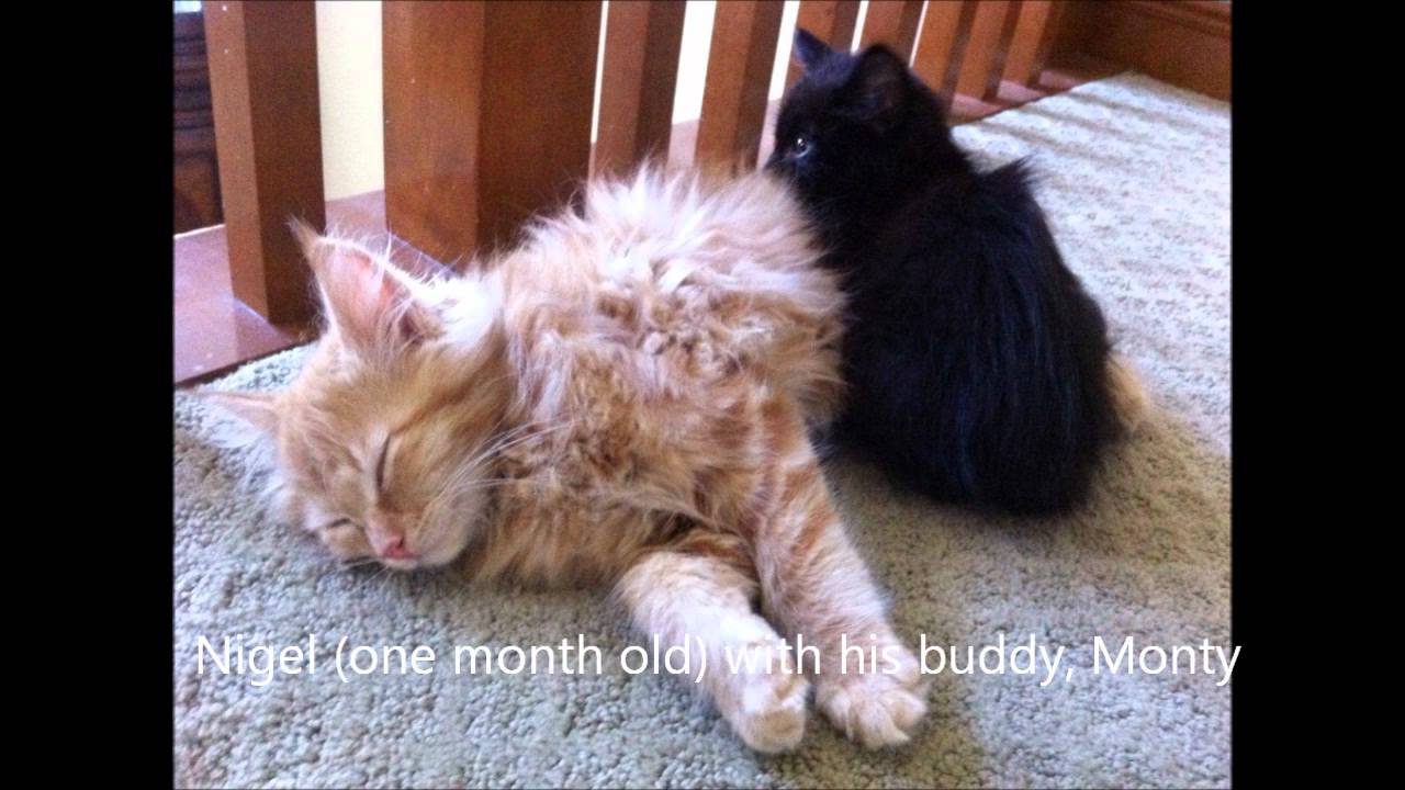 Kitten's last moments caught on security camera YouTube