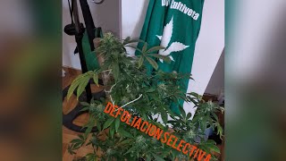 Defoliacion Selectiva .Don Cultiveta. Moby Dick. Don Aconseja