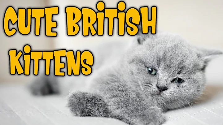 Watch the video about AWW So Cute ❤️🥰 Mother Cat and Kittens 🤗 Tiny Baby Kittens Learn to Walk 😘 British Shorthair Cats🐾