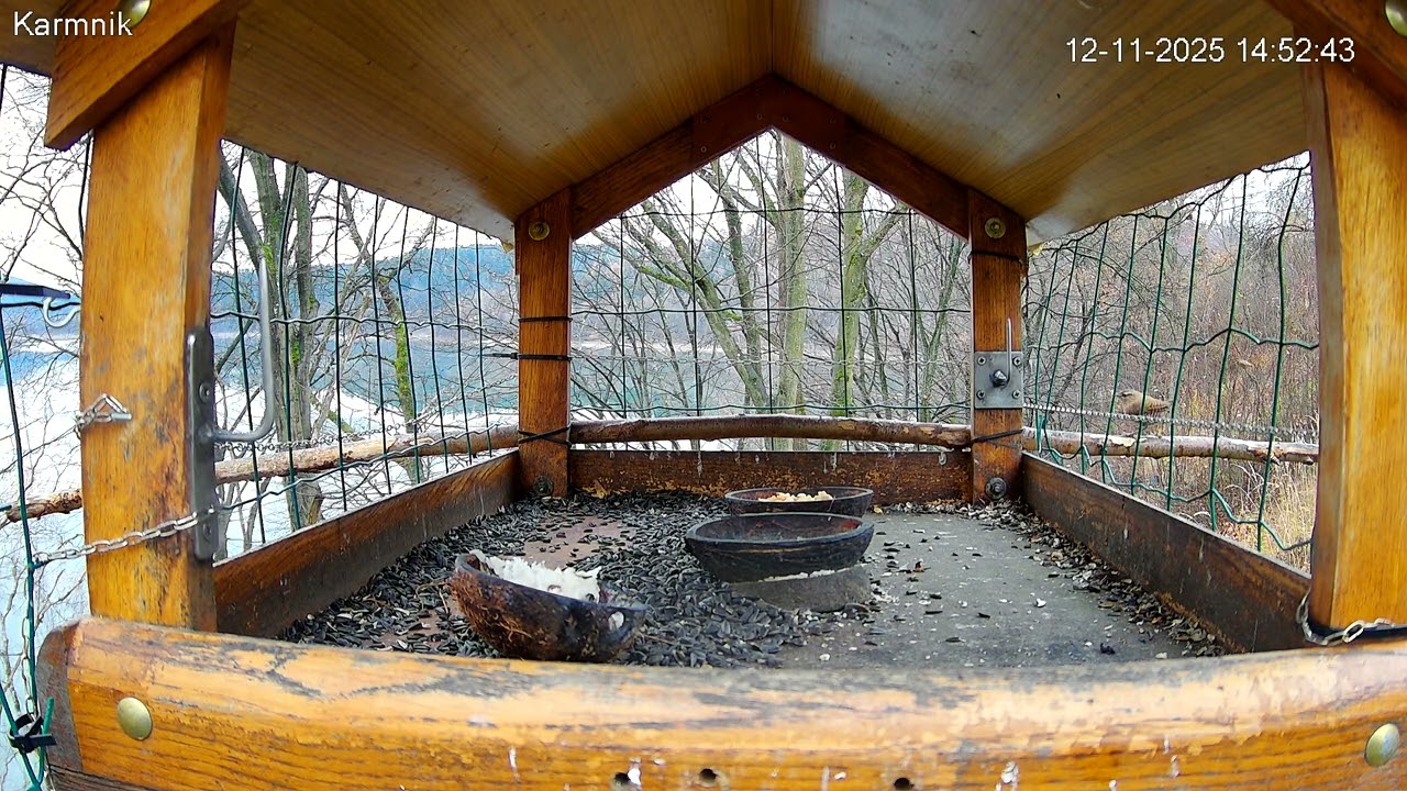 Strzyżyk , tego gościa tu jeszcze  nie było.