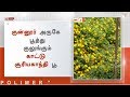 குன்னூர் அருகே பூத்து குலுங்கும் காட்டு சூரியகாந்தி பூ