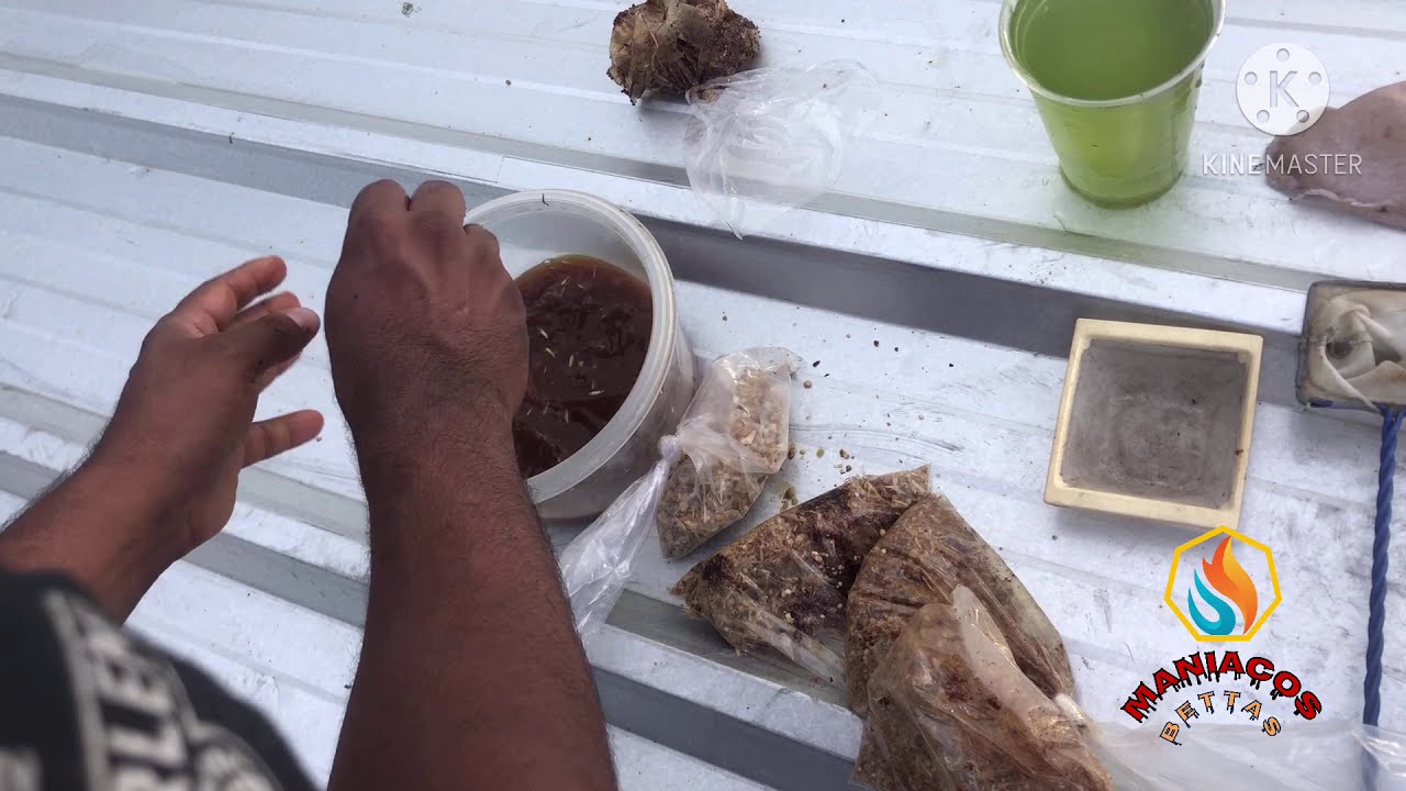 La manera más fácil de reproducir dhapnia o pulga de agua