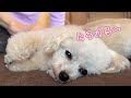 大好きなじぃじとばぁばにいっぱいナデナデしてもらってとろける犬