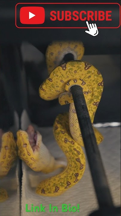 Green Tree Python eating Timelapse! subscribe please :)#snake # ...