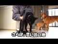 犬と猫を連れて実家に帰ります