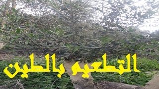 تطعيم شجرة الزيتون بالقلم (المرود) والطين