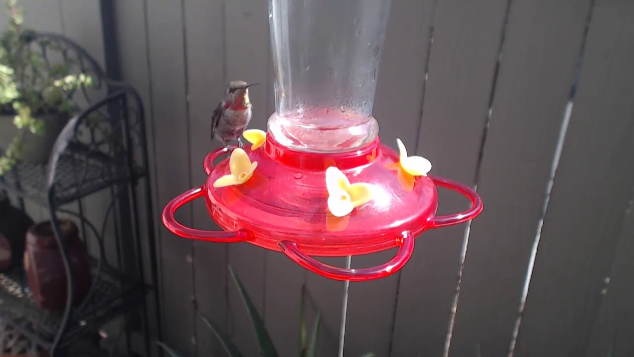 video phone beyonce mp3 Bella Hummingbird Nest Cam 09-20-2018 10:39:34 - 11:39:34
