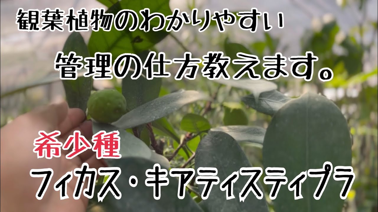 観葉植物のわかりやすい管理の仕方 希少種フィカスキアティスティプラ