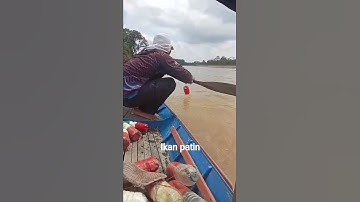 mantau ikan patin hitam sungai m. ancalong