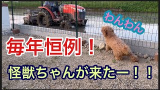 毎年恒例❗️吠えまくりの巻き‼️ by もも&ひろのエンジョイライフ 296 views 10 months ago 1 minute, 10 seconds