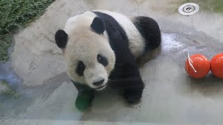 20201118 團團午餐兩玩具 蘋果沒能打下去(永懷團團之330) Giant Panda Tuan Tuan