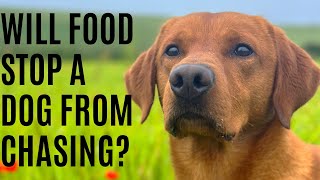 Will Food Stop My Dog Chasing?