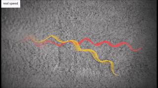 Mechanical diffraction reveals the role of passive dynamics in a slithering snake