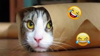 Funny Dogs And Cats Videos 2023 😅 - Best Funniest Animal Videos Of The Month #70 by CCA Pets 78 views 5 months ago 11 minutes, 51 seconds