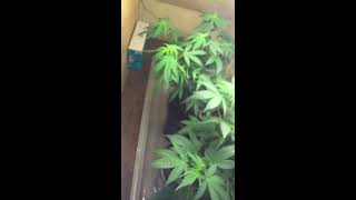 Breeding chamber