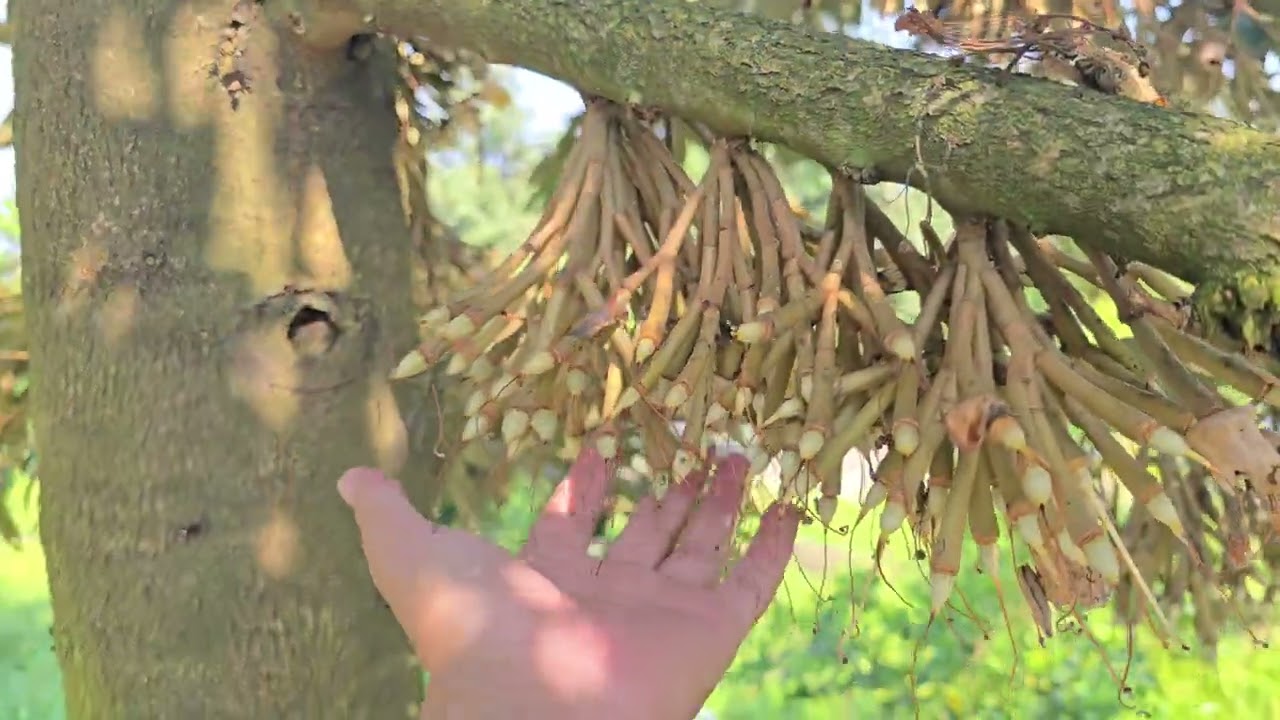 Trái sầu riêng non sau xổ nhụy mùa thuận 2025-2026. [Tập 8]