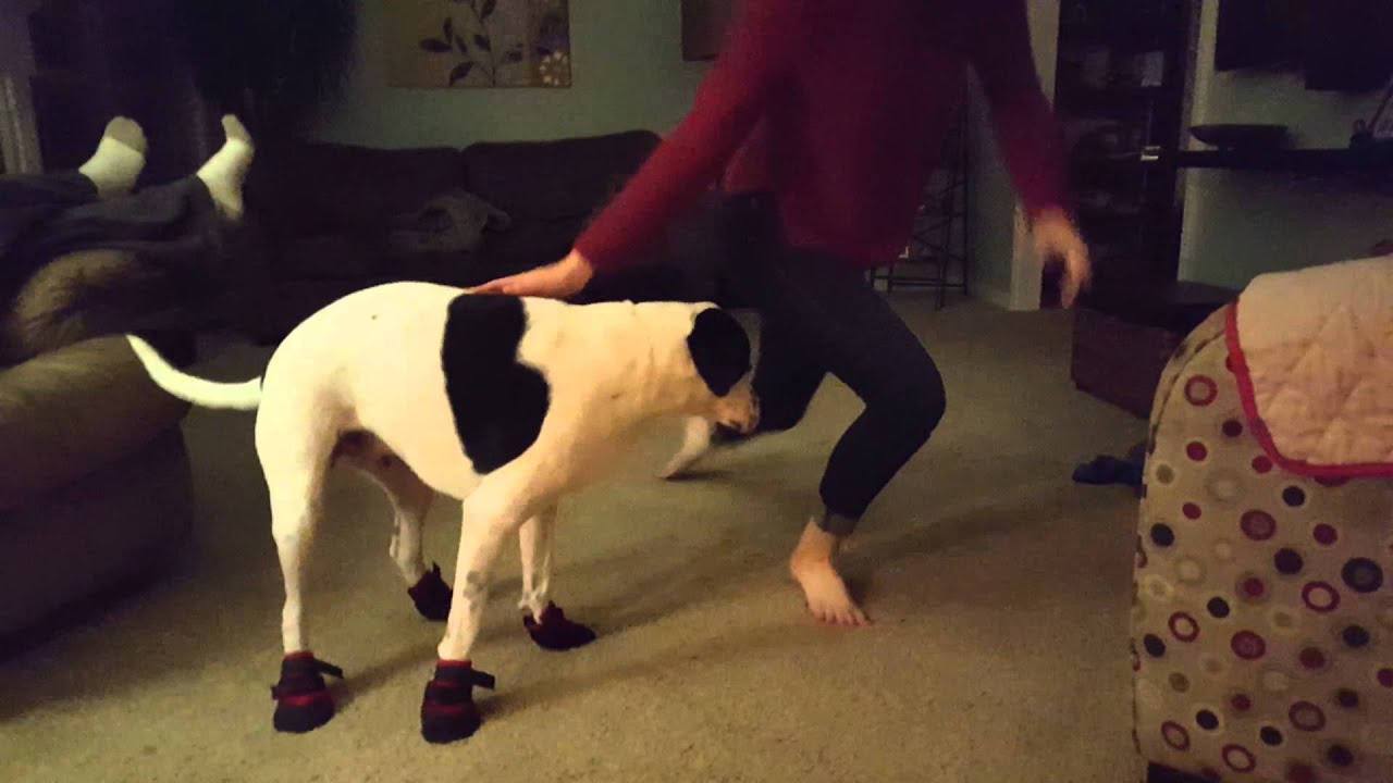 Dog wearing shoes. Too funny. He is so mad YouTube