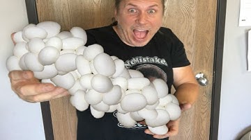 SO MANY PYTHON EGGS!! | BRIAN BARCZYK