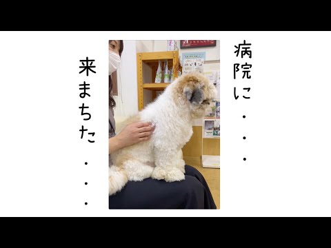 【デカシーズー動物病院へ】わんちゃんを病院連れてくのって大変???