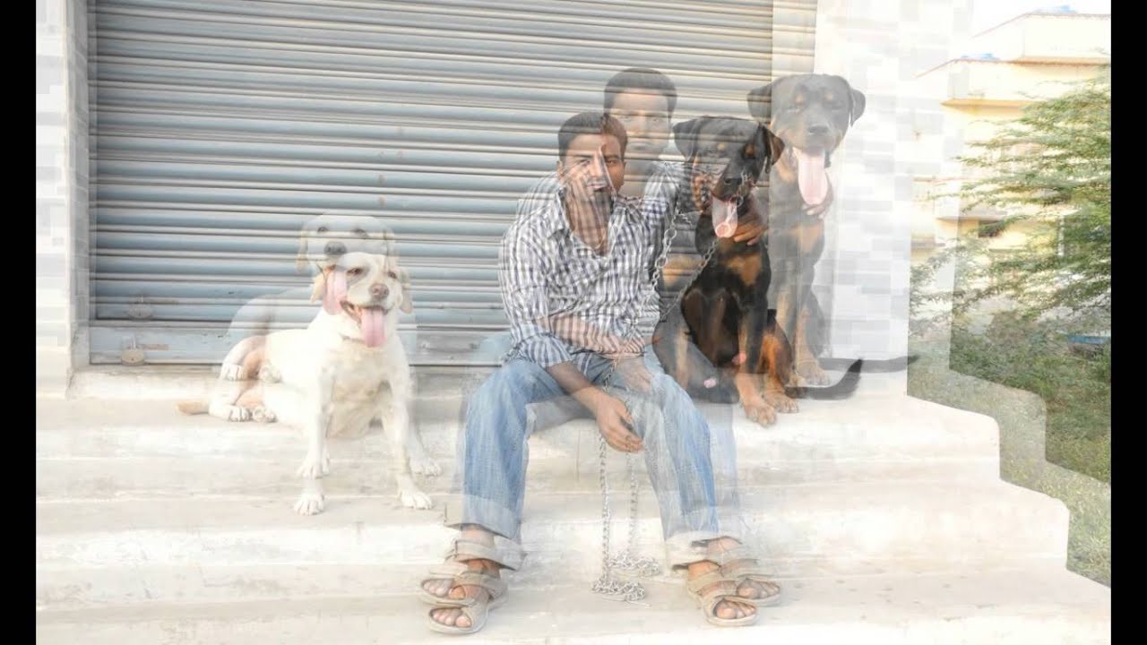 jeeva kennel offerd show quality puppies in kanchipuram YouTube