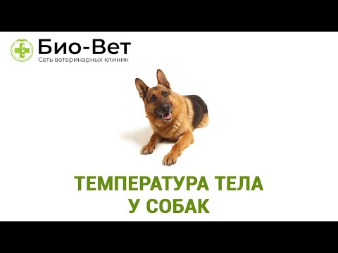 Видео: Может ли у собак подняться температура?