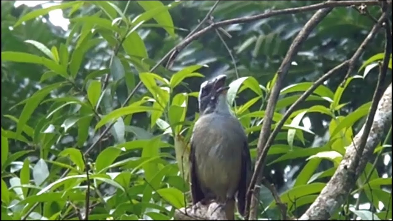 Canto De Pixarro Para Esquentar O Outro Trinca Ferro Solto No Mato A 300 Mtrs De Casa Youtube