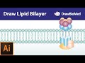 Draw Cell Membrane in Adobe Illustrator | Draw Lipid Bilayer in Adobe Illustrator|Graphical Abstract