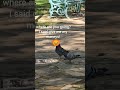 Funny pigeons