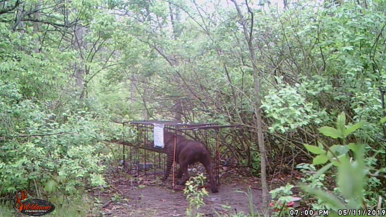 dog trapping Jade caught after We fixed tru catch live trap