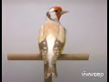 İZABEL SAKA KUŞU chardonneret  jiguero goldfinch