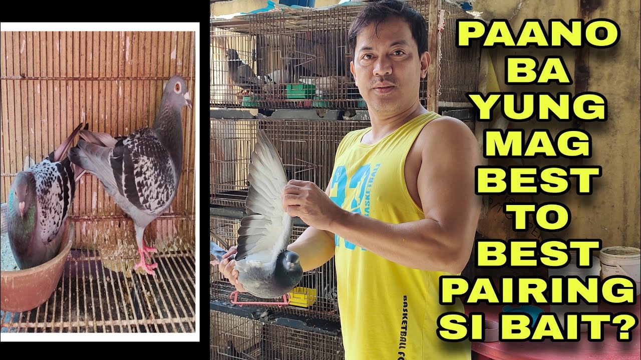 BEST TO BEST PAIRING AT INBREEDING LOCKBREEDING ALAM NYO NA BA?