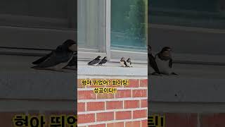 큰형제비날다#제비#새#동물농장 #cute #birds#swallow#ちょうるい#bureng