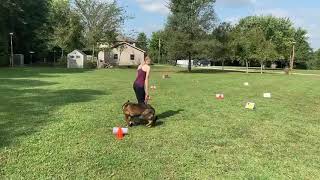 Granville's Daisy - AKC Rally Novice Video Course #3