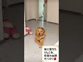 床に落ちたリンゴを何食わぬ顔でパクリ🍎🐶
