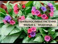 Теневыносливые растения. Медуница.